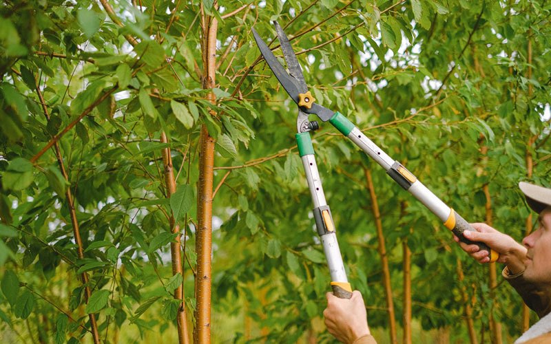 Tree trimming in Starksboro, VT