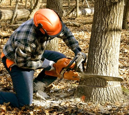 Tree Removal in Starksboro, VT